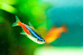 A photo of a neon tetra.