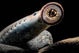 A photo of a lamprey.