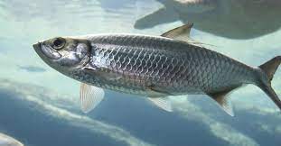 A photo of a herring.